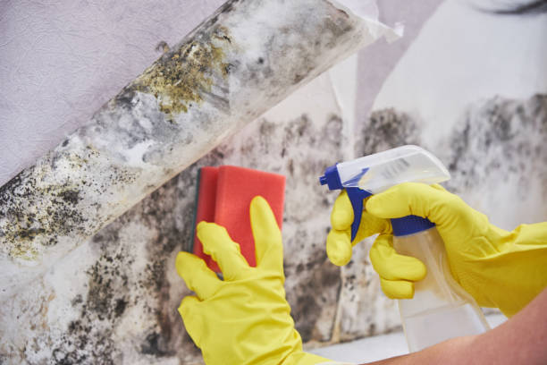 Best Biohazard Mold Removal  in Fort Sumner, NM